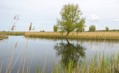 Tree on the shore of a lake in spring