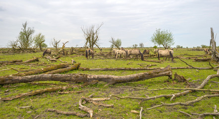 Konik horses in nature in spring  © Naj