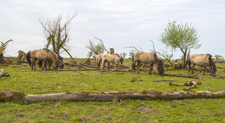 Konik horses in nature in spring 