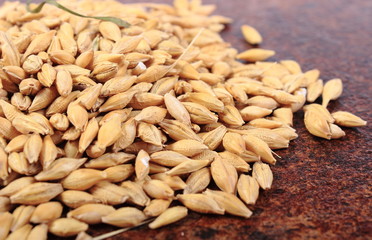 Heap of barley grain