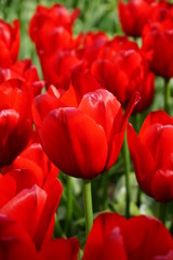Red tulips