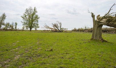 Konik horses in nature in spring  © Naj