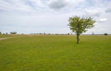Fototapeta na wymiar Decidious tree in an open field in spring
