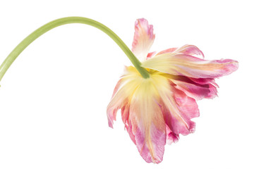 verblühende tulpe