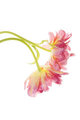 verblühende tulpen