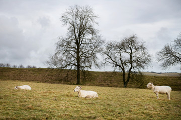 Obraz premium Early Spring views on fields with sheeps in England