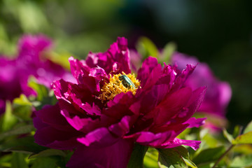 Rosenk&auml;fer auf Pfingstrose