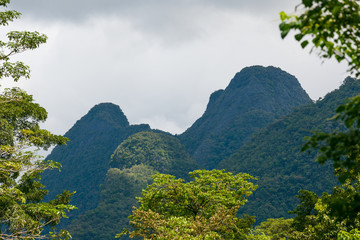 Exotic rainforest landscape