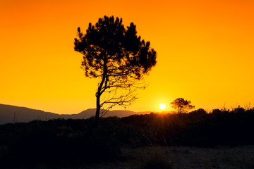 Obraz na płótnie Canvas Silhouette tree sunset