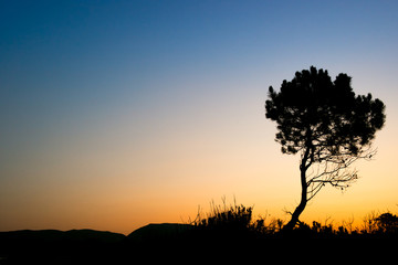Fototapeta na wymiar Silhouette tree sunset
