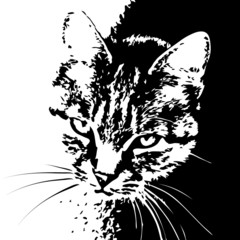 Cat striped black and white portrait