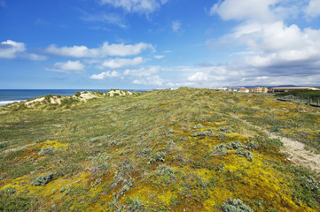 Dune and beach on the north of Portugal