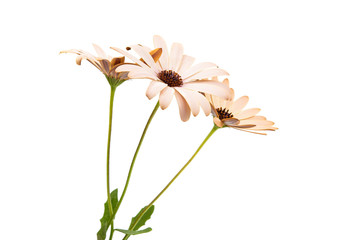 Osteospermum Daisy or Cape Daisy Flower