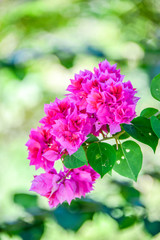 bougainvillea flowers