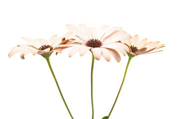 Osteospermum Daisy or Cape Daisy Flower