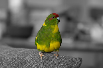 Ziegensittich Colorkey