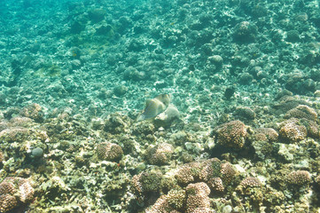 Fototapeta premium Coral reef and fish