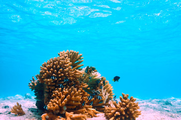 Coral reef at Maldives