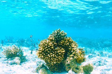 Naklejka na ściany i meble Coral reef at Maldives