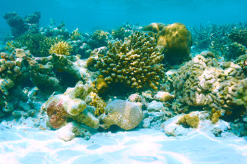 Coral reef at Maldives