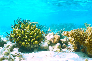 Coral reef at Maldives