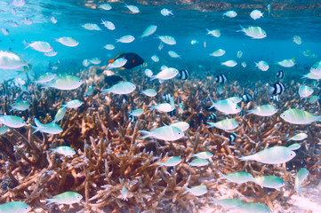 Coral reef at Maldives