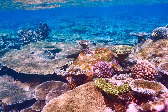 Fototapeta Rafa koralowa na Malediwach