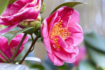 Beautiful Camellia