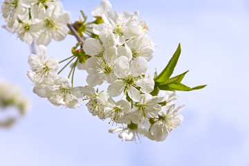 Obraz premium Beautiful Cherry Tree