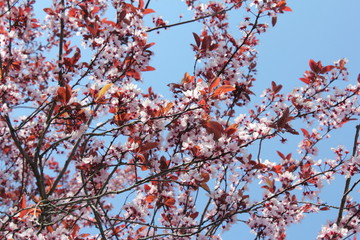 Blühender Baum im Frühling