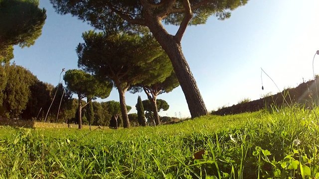 telecamera tra l'erba