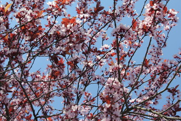 Blühender Baum im Frühling