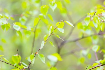 Young birch leaves