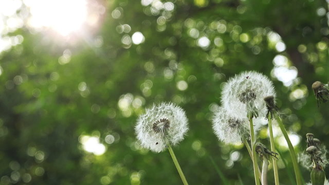Beautiful Spring Dandelion Flowers in the Morning