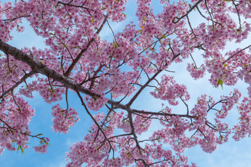 青空の河津桜