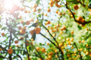 de-focused lights background. Abstract green leaf and orange.