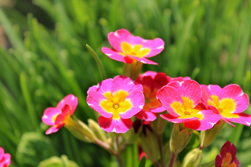  Spring primrose flowers on a grass background
