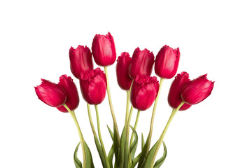 many purple violet  tulip flower full-length on a stem with leav