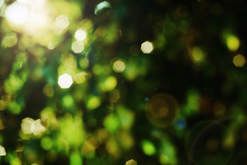 Obraz premium de-focused green backround