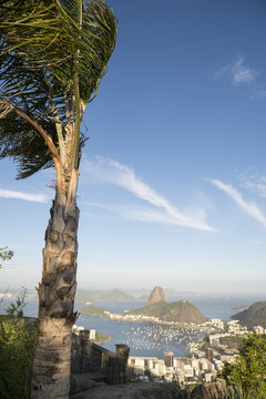 Rio de Janeiro City Skyline Overlook with Palm Tree