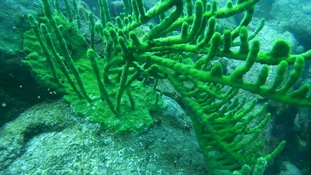 Underwater rocks overgrown Baikal sponges. Demosponge  
