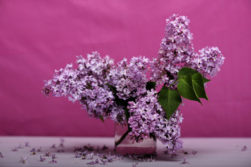 flower, fresh, fruit, healht, healthy, sambucus, season,