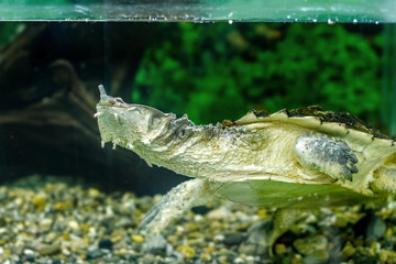 freshwater exotic turtles Matamata