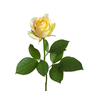 yellow rose on a stem with leaves