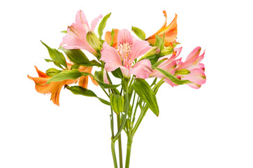 Alstroemeria