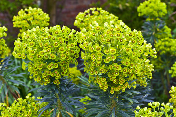 Euphorbia flowering evergreen plant in a garden. - obrazy, fototapety, plakaty