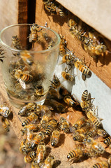 Beekeeping at Vietnam, beehive, bee honey