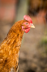 Braunes Legehuhn auf einer sonnigen Wiese blickt zurück
