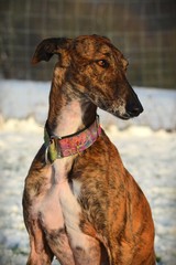 Galgo Portrait