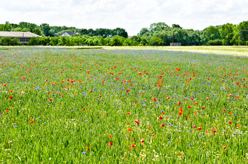 Kornfeld